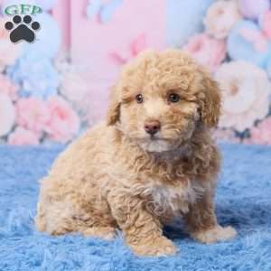 Sally, Mini Aussiedoodle Puppy